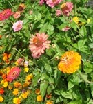 Blumen Urlaub