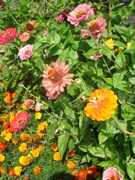 Blumen Urlaub